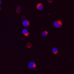 Human Mind Bomb 2/MIB2 Antibody, R D Systems 25&mu;g; Unlabeled:Antibodies,