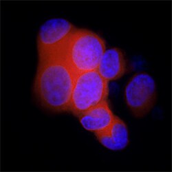 Human MIS/AMH Antibody, R&D Systems™