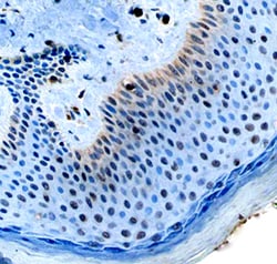 Human MITF Antibody, R D Systems 25&mu;g; Unlabeled:Antibodies, Polyclonal