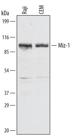 Human Miz-1/ZBTB17 Antibody, R D Systems 25&mu;g; Unlabeled:Antibodies,