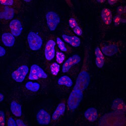 Human Ki67/MKI67 Antibody, R D Systems 100&mu;g; Unlabeled:Antibodies,