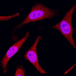 Human/Mouse/Rat MKK3 Antibody, R D Systems 100ug; Unlabeled:Antibodies,