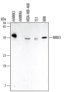 Human/Mouse/Rat MKK3 Antibody, R D Systems 100ug; Unlabeled:Antibodies,