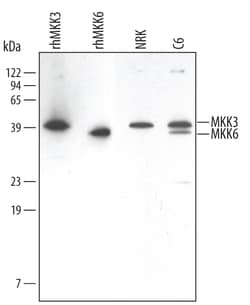 Human/Mouse/Rat MKK3/MKK6 Antibody, R D Systems 100ug; Unlabeled:Antibodies,