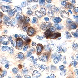 Human MKK7 Antibody, R D Systems 100ug; Unlabeled:Antibodies, Monoclonal