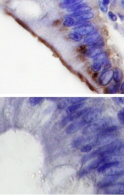 Human/Mouse/Rat MLK4 alpha Antibody, R D Systems 100&mu;g; Unlabeled:Antibodies,