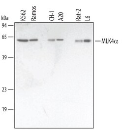 Human/Mouse/Rat MLK4 alpha Antibody, R D Systems 100&mu;g; Unlabeled:Antibodies,