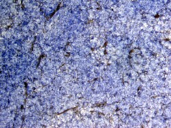 Mouse/Rat MMP-2 Antibody, R D Systems 25&mu;g; Unlabeled:Antibodies, Polyclonal