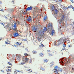 Human MMP-2 Antibody, R D Systems 25&mu;g; Unlabeled:Antibodies, Monoclonal