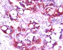 Human MMP-3 Antibody, R D Systems 200 &mu;g | Buy Online | R&D Systems | Fisher Scientific