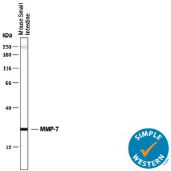 Mouse MMP-7 Antibody, R D Systems 25&mu;g; Unlabeled:Antibodies, Polyclonal
