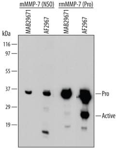 Mouse Pro-MMP-7 Antibody, R D Systems 100ug; Unlabeled:Antibodies, Monoclonal