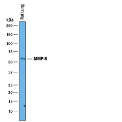 Mouse/Rat MMP-8 Antibody, R D Systems 100&mu;g; Unlabeled:Antibodies, Polyclonal