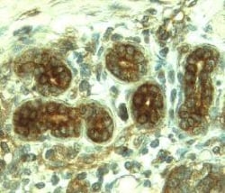 Human MMP-8 Antibody, R D Systems 500ug; Unlabeled:Antibodies, Monoclonal