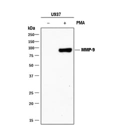 Human MMP-9 Antibody, R D Systems 200ug; Unlabeled:Antibodies, Monoclonal