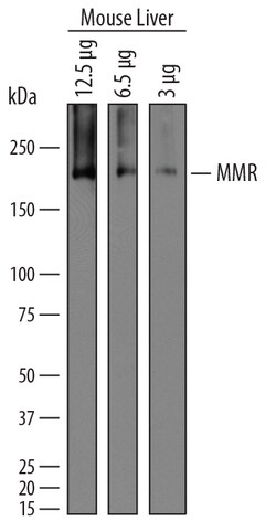 Mouse MMR/CD206 Antibody, R D Systems 25&mu;g; Unlabeled:Antibodies, Polyclonal