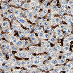 Human MMR/CD206 Antibody, R D Systems 25&mu;g; Unlabeled:Antibodies, Monoclonal