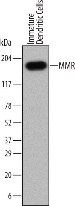 Human MMR/CD206 Antibody, R D Systems 25&mu;g; Unlabeled:Antibodies, Monoclonal