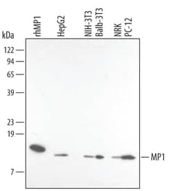 Human/Mouse/Rat MP1 Antibody, R D Systems 25 &mu;g | Buy Online | R&D Systems | Fisher Scientific