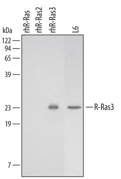 Human/Rat M-Ras/R-Ras3 Antibody, R D Systems 25&mu;g; Unlabeled:Antibodies,