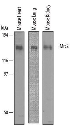 Mouse Mrc2 Antibody, R&D Systems™