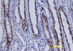 Human Phospho-MSK1 (S212) Antibody, R D Systems 25&mu;g; Unlabeled:Antibodies,