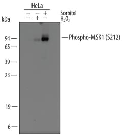 Human Phospho-MSK1 (S212) Antibody, R D Systems 25&mu;g; Unlabeled:Antibodies,