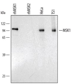 Human/Mouse MSK1 Antibody, R D Systems 25&mu;g; Unlabeled:Antibodies, Polyclonal