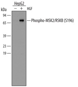 Human/Mouse Phospho-MSK2/RSKB (S196) Antibody, R D Systems 25&mu;g; Unlabeled:Antibodies,
