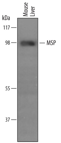 Mouse MSP/MST1 Antibody, R D Systems 100&mu;g; Unlabeled:Antibodies, Polyclonal
