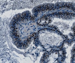 Human/Mouse MSX1 Antibody, R D Systems 100&mu;g; Unlabeled:Antibodies,