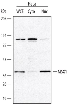 Human/Mouse MSX1 Antibody, R D Systems 100&mu;g; Unlabeled:Antibodies,