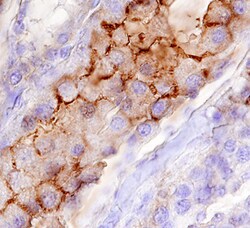Human MUCDHL Antibody, R D Systems 25&mu;g; Unlabeled:Antibodies, Polyclonal