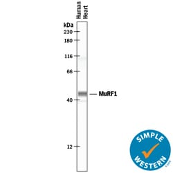 Human/Mouse/Rat MuRF1/TRIM63 Antibody, R D Systems 25&mu;g; Unlabeled:Antibodies,