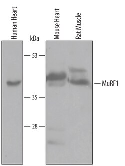 Human/Mouse/Rat MuRF1/TRIM63 Antibody, R D Systems 25&mu;g; Unlabeled:Antibodies,