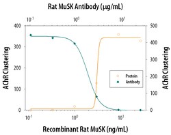 Rat MuSK Antibody, R D Systems 25&mu;g; Unlabeled:Antibodies, Polyclonal
