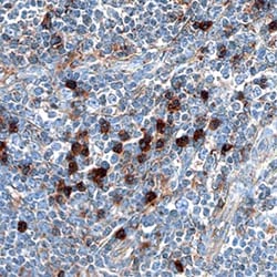 Human MxA/Mx1 Antibody, R D Systems 25&mu;g; Unlabeled:Antibodies, Polyclonal