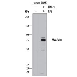 Human MxA/Mx1 Antibody, R D Systems 25&mu;g; Unlabeled:Antibodies, Polyclonal