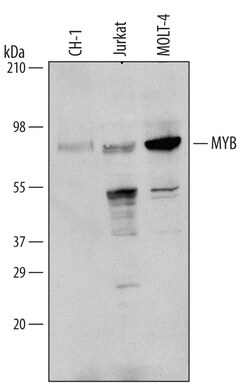 Human/Mouse MYB Antibody, R D Systems 25&mu;g; Unlabeled:Antibodies, Polyclonal