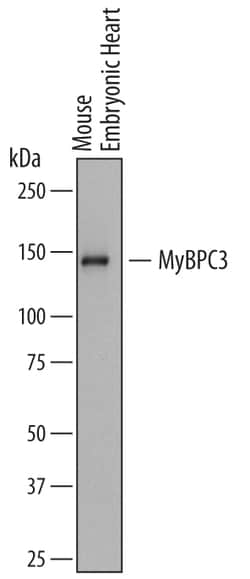 Mouse MyBPC3 Antibody, R D Systems 25&mu;g; Unlabeled:Antibodies, Monoclonal