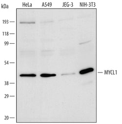 MYCL1/L-Myc Goat anti-Human, Mouse, Polyclonal, R D Systems 100&mu;g; Unlabeled:Antibodies,