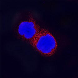 Human MyD88 Antibody, R D Systems 25&mu;g; Unlabeled:Antibodies, Polyclonal
