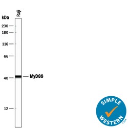 Human MyD88 Antibody, R D Systems 25&mu;g; Unlabeled:Antibodies, Polyclonal
