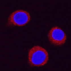 Mouse/Rat MyD88 Antibody, R D Systems 25&mu;g; Unlabeled:Antibodies, Polyclonal