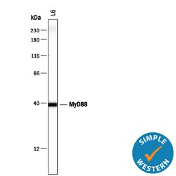 Mouse/Rat MyD88 Antibody, R D Systems 25&mu;g; Unlabeled:Antibodies, Polyclonal