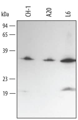 Mouse/Rat MyD88 Antibody, R D Systems 25&mu;g; Unlabeled:Antibodies, Polyclonal