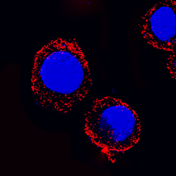 Mouse MyD88 Antibody, R D Systems 25&mu;g; Unlabeled:Antibodies, Monoclonal