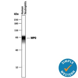 Human Myeloperoxidase/MPO Antibody, R D Systems 100 &mu;g | Buy Online | R&D Systems | Fisher Scientific