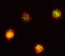 Human Myeloperoxidase/MPO Antibody, R D Systems 25&mu;g; Unlabeled:Antibodies,