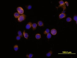 Human Myeloperoxidase/MPO Antibody, R D Systems 25&mu;g; Unlabeled:Antibodies,